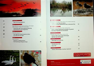 Falke Inhaltsverzeichnis