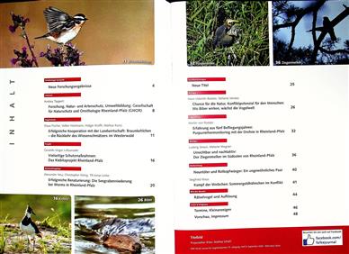 Falke Inhaltsverzeichnis